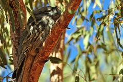 Podargus strigoides brachypterus