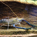 Giant River Prawn - Photo (c) anonymous, some rights reserved (CC BY-SA)