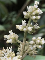 Miconia cataractae