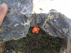 Papaver lapeyrousianum