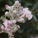 Crape Myrtle Mildew - Photo (c) bjoerns, some rights reserved (CC BY-SA), uploaded by bjoerns