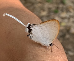 Cheritra freja evansi