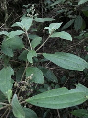 Miconia cataractae
