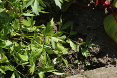 Puccinia bornmuelleri