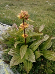 Gentiana