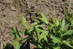 Puccinia bornmuelleri