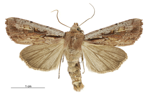 Ichneutica atristriga photo 4