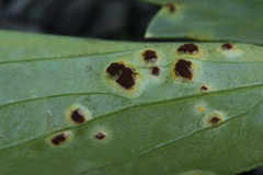 Puccinia bornmuelleri