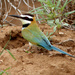White-throated Bee-Eater - Photo (c) Dave Curtis, some rights reserved (CC BY-NC-ND)