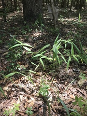 Dichanthelium commutatum