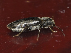 Cardiophorinae