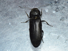 Cardiophorinae
