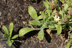 Entyloma calendulae