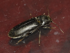 Cardiophorinae