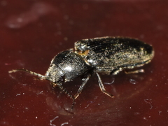Cardiophorinae
