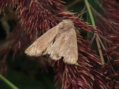 Photedes fluxa