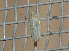 Deltocephalini