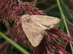 Photedes fluxa