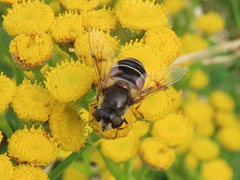 Eristalis obscura