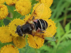 Eristalis obscura