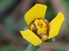 Trimezia martinicensis