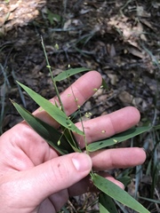 Dichanthelium commutatum