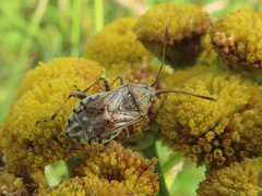 Stictopleurus punctatonervosus