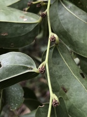 Smilax domingensis