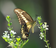 Heraclides ornythion