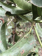 Smilax domingensis