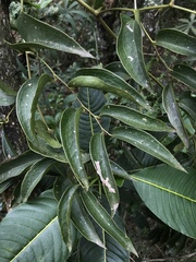 Smilax domingensis