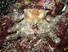 Rhinolithodes wosnessenskii