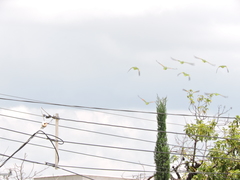 Amazona viridigenalis