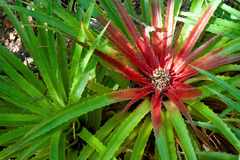 Bromelia humilis