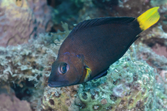 Hypoplectrus chlorurus