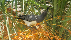 Corythaixoides leucogaster