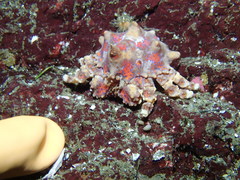 Echidnocerus cibarius