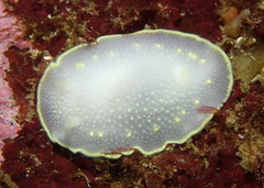 Cadlina