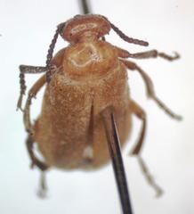Tetraonyx