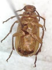 Tetraonyx