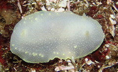 Cadlina