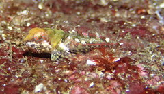 Artedius harringtoni