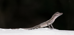 Anolis lucius