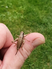 Pholidoptera griseoaptera