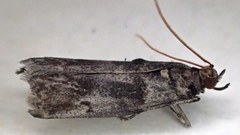 Acrobasis betulella