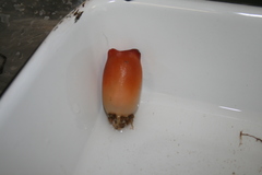 Halocynthia pyriformis