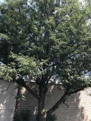 Gleditsia triacanthos