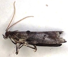Acrobasis betulella