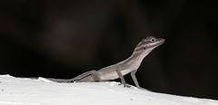 Anolis lucius
