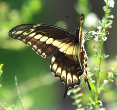 Heraclides ornythion